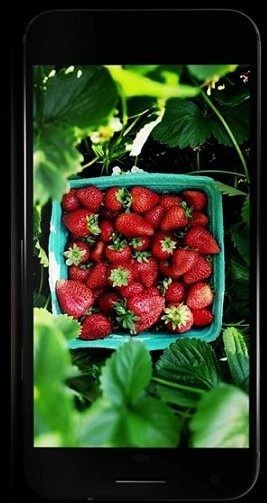 pixel_phone_5 google pixel 5''