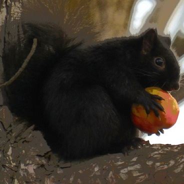 Cats, Squirrels and Internet squirrel with apple - Cats, Squirrels and Internet