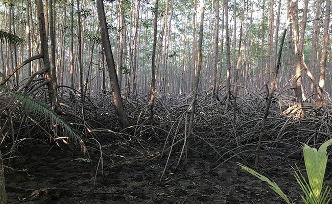 Apple Helps Save a Mangrove Forest in Columbia Apple Helps Save a Mangrove Forest in Columbia