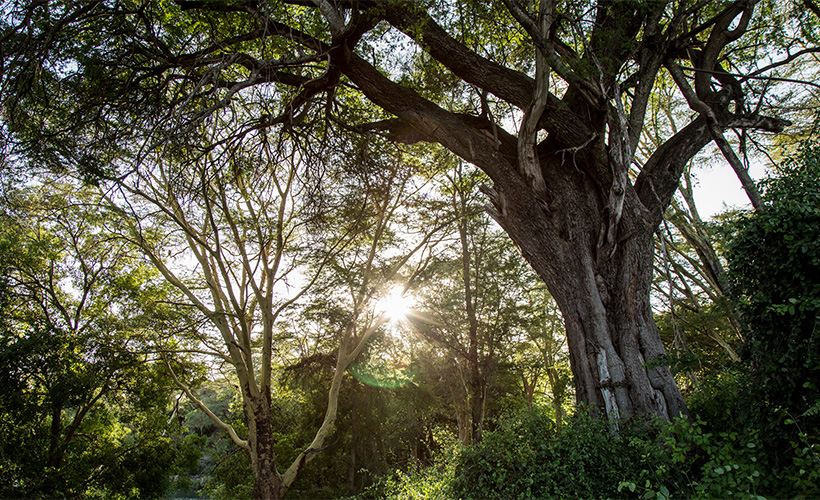 Battle for the Earth: Apple's Ecological Program Battle for the Earth: Apple's Ecological Program